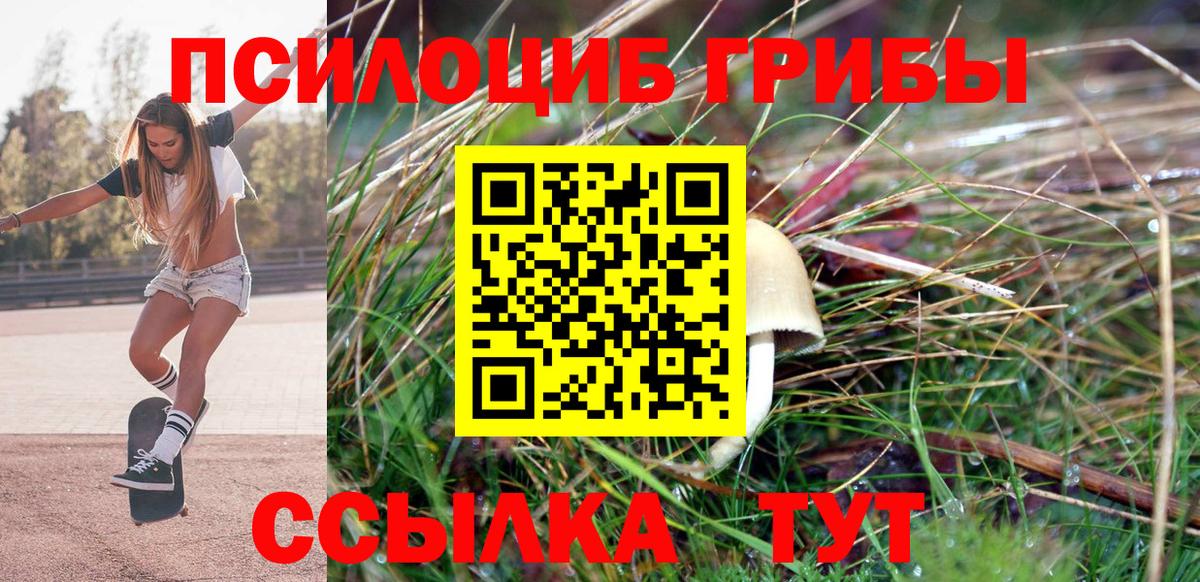 Галлюциногенные грибы Psilocybe Артём